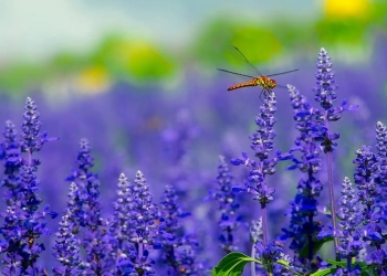 Insectos en riesgo de extinción