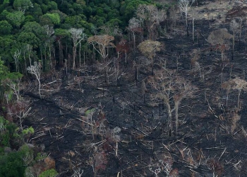 Adoptar la Amazonía