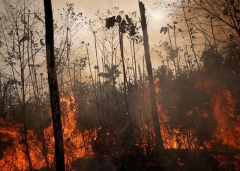 Se observa una zona en llamas de la selva amazónica mientras los taladores y agricultores la talan en Porto Velho