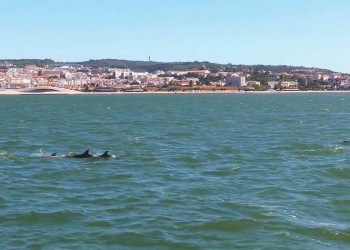 Delfines río Tajo Lisboa