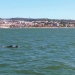 Delfines río Tajo Lisboa