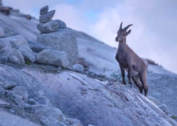 La Comunidad de Madrid está haciendo los trámites para un plan que frene la superpoblación de la cabra montés y sus efectos en el Parque Nacional de la Sierra de Guadarrama.