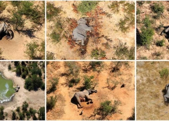 Una foto combinada muestra elefantes muertos en el Delta de Okavango, Botswana, mayo-junio de 2020