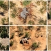 Una foto combinada muestra elefantes muertos en el Delta de Okavango, Botswana, mayo-junio de 2020