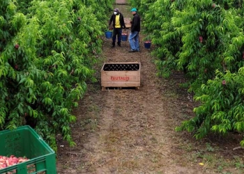 Los trabajadores recogen melocotón plano en el campo, después de que el gobierno de Cataluña impuso nuevas restricciones para controlar un nuevo brote de la enfermedad por coronavirus (COVID-19) el 4 de julio, en Lleida, España, el 17 de junio de 2020. REUTERS / Nacho Twelve