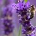 Foto de archivo: una abeja está en una lavanda y en pleno coronavirus. Viena, Austria. 26 de junio de 2020. REUTERS/Lisi Niesner