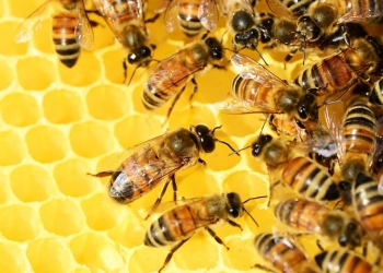 UE declive de las abejas