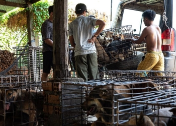 Camboya prohíbe carne de perro