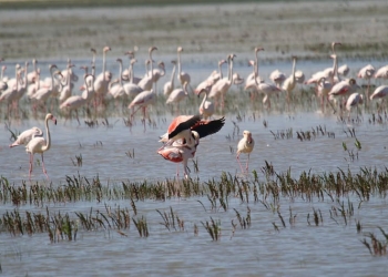 Doñana