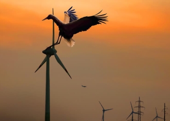 Energía eólica y vida silvestre, ¿convivencia posible