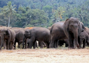 fauna silvestre trampas