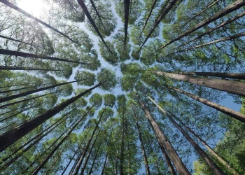 Los bosques europeos se reducen, debido al aumento de la explotación forestal