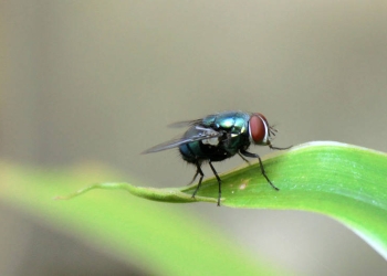 mosca negra Madrid