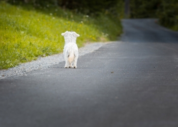 abandono de animales