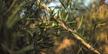 Baleares verdes