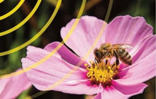 Existen preocupantes efectos de las radiofrecuencias sobre la capacidad de las aves de orientarse y de las abejas para comunicarse entre ellas, así como el efecto estresante que les producen.