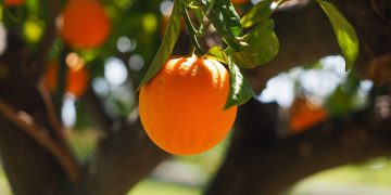 Las naranjas