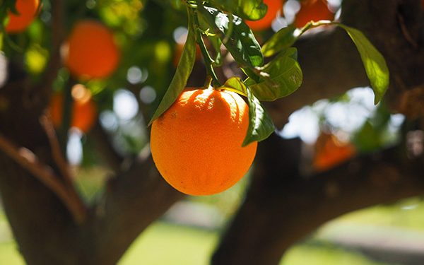 Las naranjas