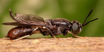 mosca soldado negra