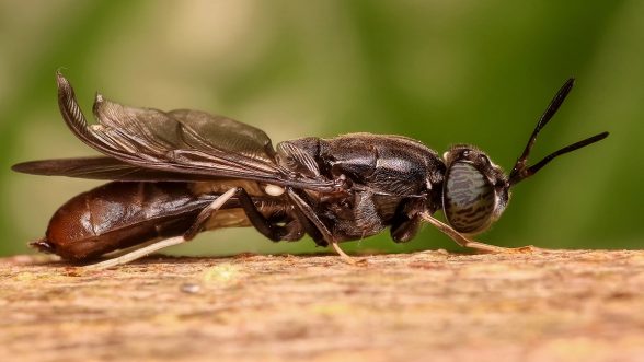 mosca soldado negra