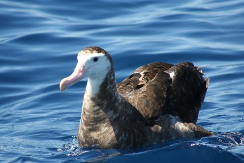 Albatros de las antípodas, el ave que obtuvo el segundo lugar en la competencia que ganó el kakapo / Wikipedia Imágenes / Duncan Wright