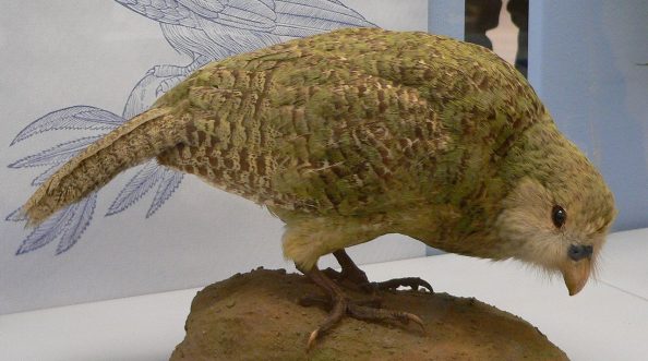 Kakapo, de Nueva Zelanda / Wikipedia Imágenes