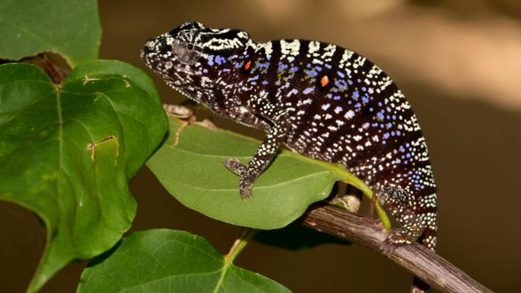 Tras 100 años desaparecido, encontraron al camaleón Voeltzkow en Madagascar / Global Wildlife Conservation