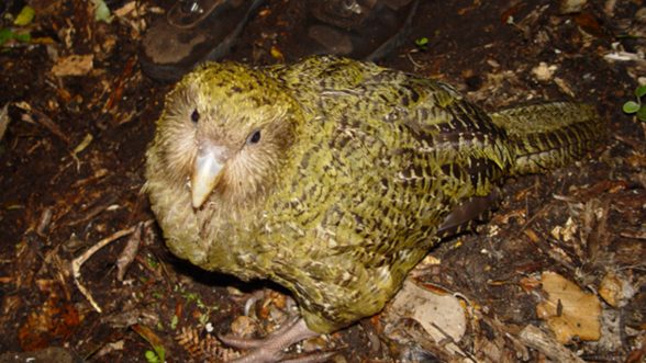 Kakapo, el loro que ganó como ave del año en Nueva Zelanda, por segundo año. / Wikipedia Imágenes
