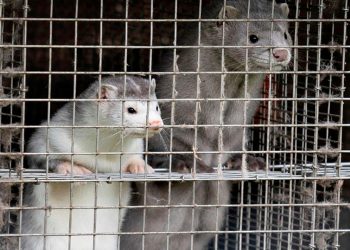 En Irlanda decidieron sacrificar visones ante contagios de la COVID-19 ente los animales / REUTERS