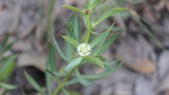 botanicos españoles