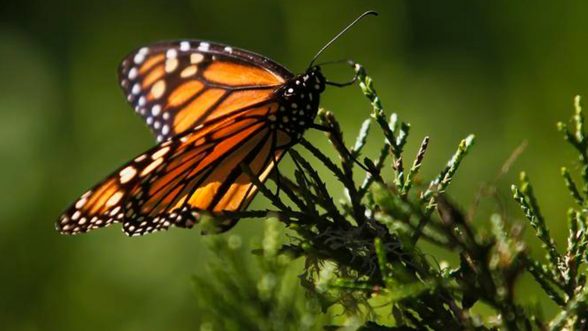 Estados Unidos desiste de proteger a las mariposas monarcas, en riesgo de extinción / REUTERS