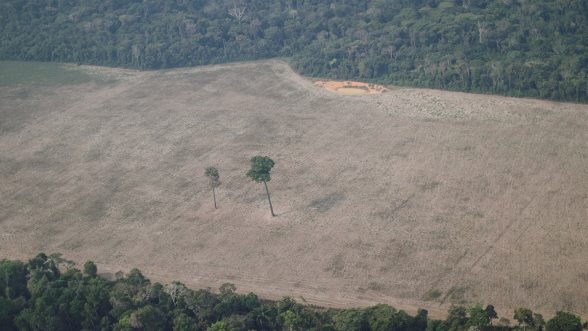 WWF deforestación
