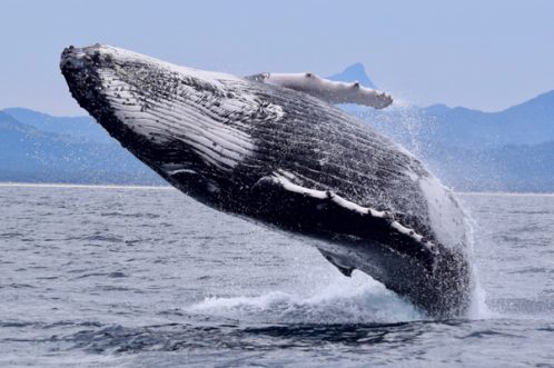 Regreso de ballenas azules a su hábitat natural