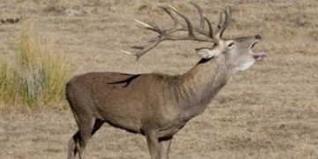 Ciervo en Doñana