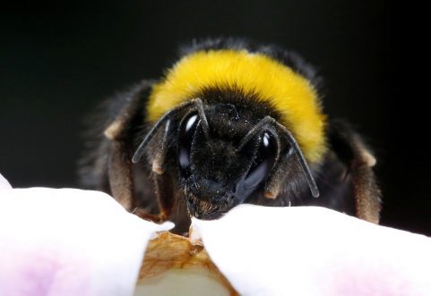 salvemos las abejas