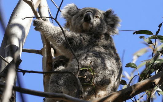 WWF reforestará con drones para salvar a los koalas en Australia. REUTERS