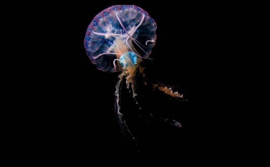 plástico en medusas