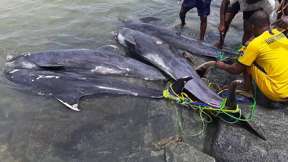 Ghana muerte de delfines