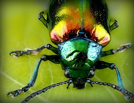 Los escarabajos cultivan hongos de ambrosía desde hace más de 100 millones de años