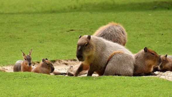 Capibaras Buenos Aires