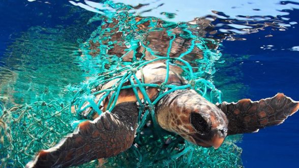 contaminación plástica tortugas