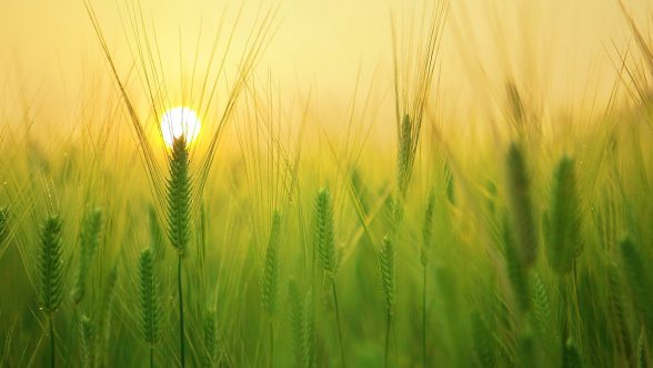 Cambio climático productividad agrícola