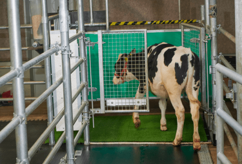 Para evitar que se acumulen y se propaguen los desechos de las vacas, los científicos desarrollaron un sistema para enseñarles a 