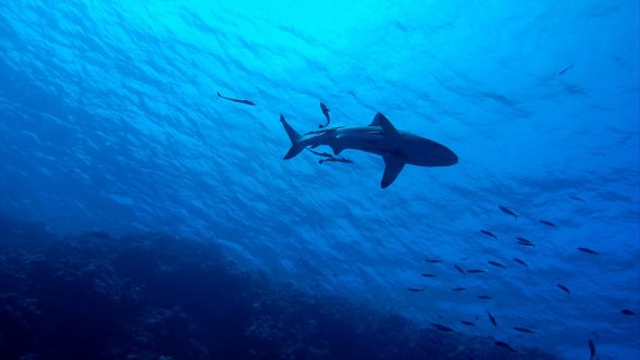 UICN extinción tiburones