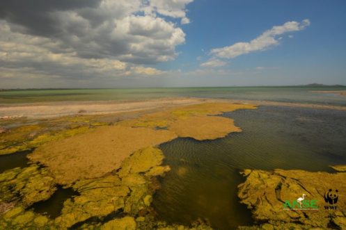 sopa verde Mar Menor