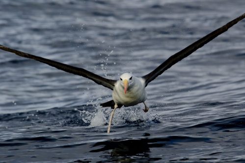 Calentamiento global aumenta “divorcios de albatros”