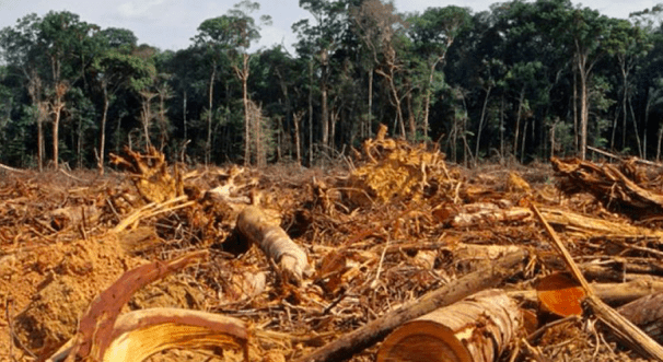 Líderes se comprometen en la COP26 a trabajar colectivamente para revertir la pérdida de bosques y la degradación de la tierra para 2030