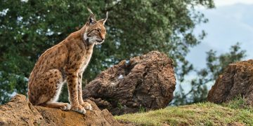 linces ibéricos