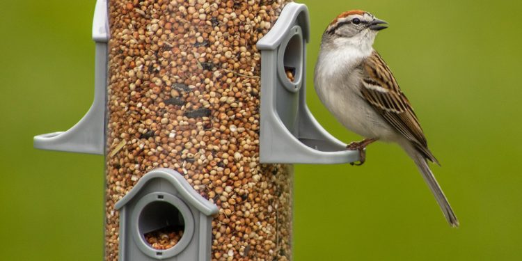 millones en alimentos para pájaros, pero no les hacen bien