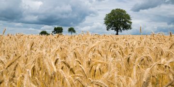 crisis producción de alimentos